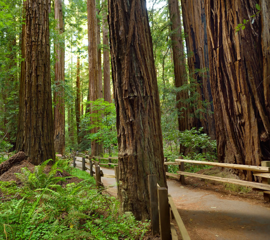 Image of Redwoods
